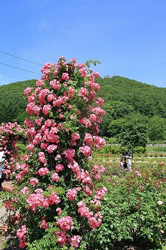 手前にピンクのバラ、背景に山と青空が写っている写真