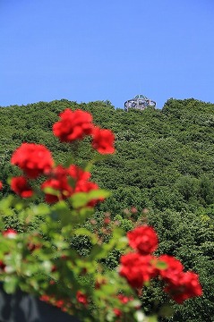 手前に赤いバラ、背景に山と展望台が写っている写真