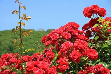 手前に赤いバラ、背景に山と青空が写っている写真