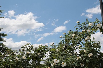手前に白いバラ、背景に雲と空が写っている写真