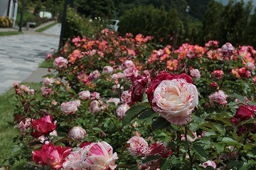 さまざまなバラが咲いている花壇が写っている写真