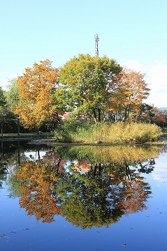 紅葉した木々が手前の池に写っている写真