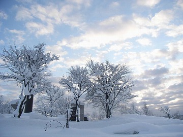 地面と木に雪がつもり、背景に空が写っている写真