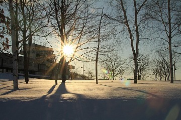 手前に木々、奥に市役所庁舎と太陽が写っている雪景色の写真