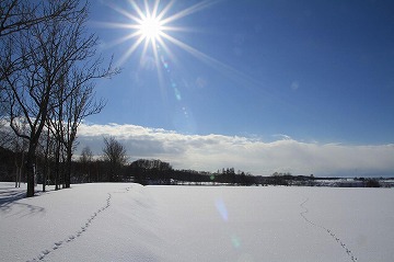 手前には雪原に動物の足跡、左側に木々、背景に青空と太陽が写っている写真