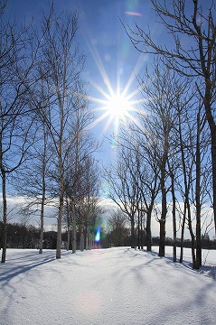 手前から奥に木々が両側に並び、青空と太陽が写っている写真