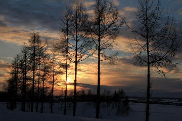 右手前から左奥に木々が並び、背景に夕日が沈んでいる様子の写真