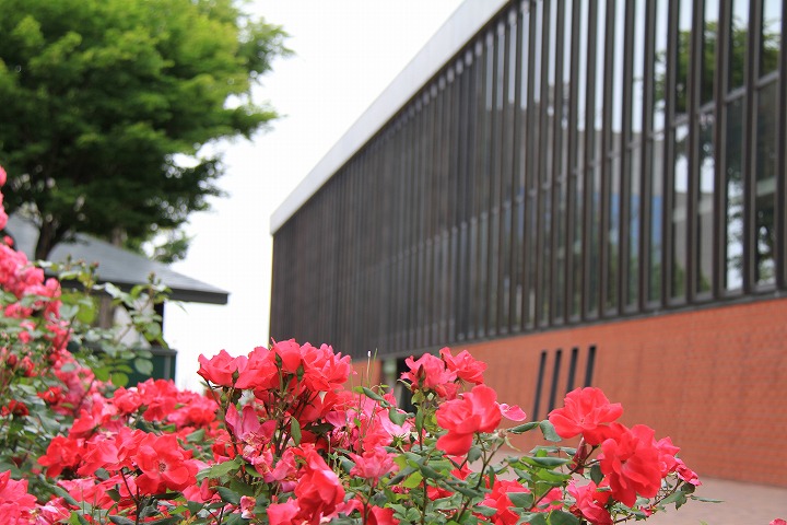 岩見沢市にあるJR岩見沢駅舎を背景に咲いているたくさんの赤バラの写真