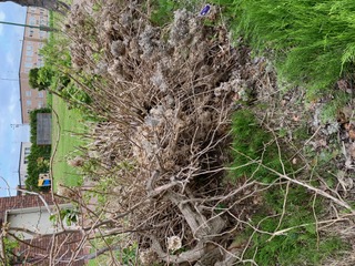 枝が繁茂している様子
