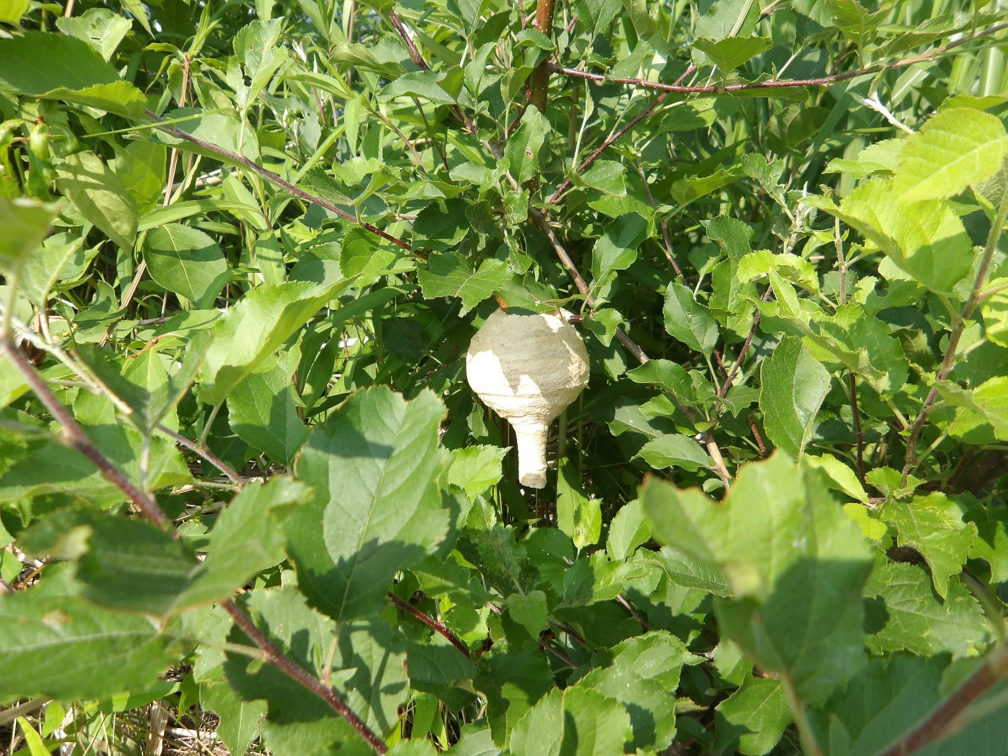 作り始めのスズメバチの巣