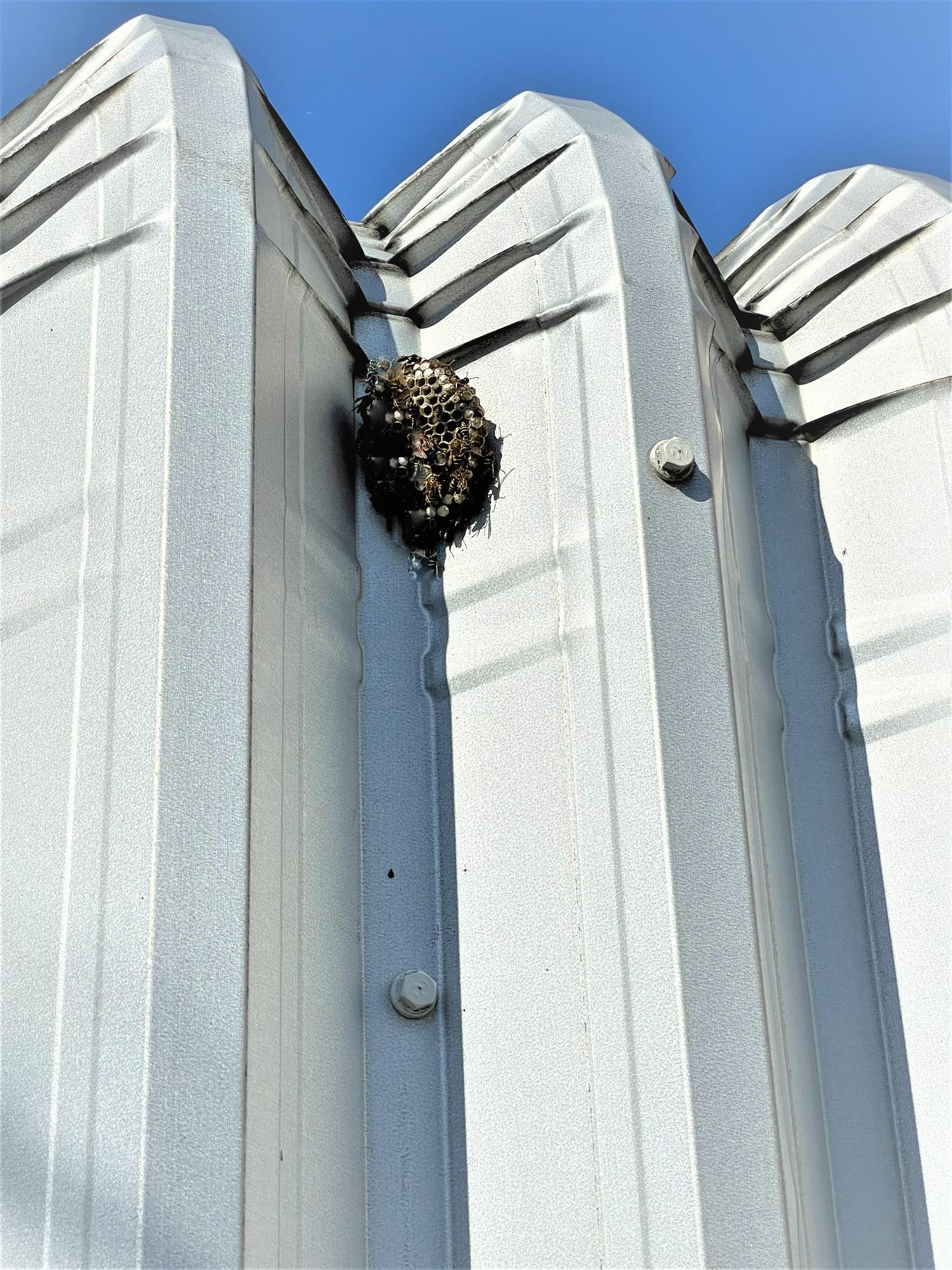 ガレージの壁にできたアシナガバチの巣
