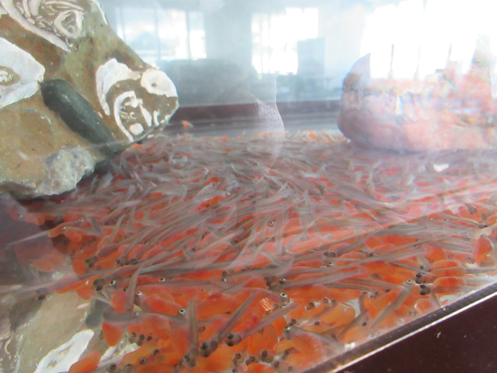 たくさんのサケの仔魚