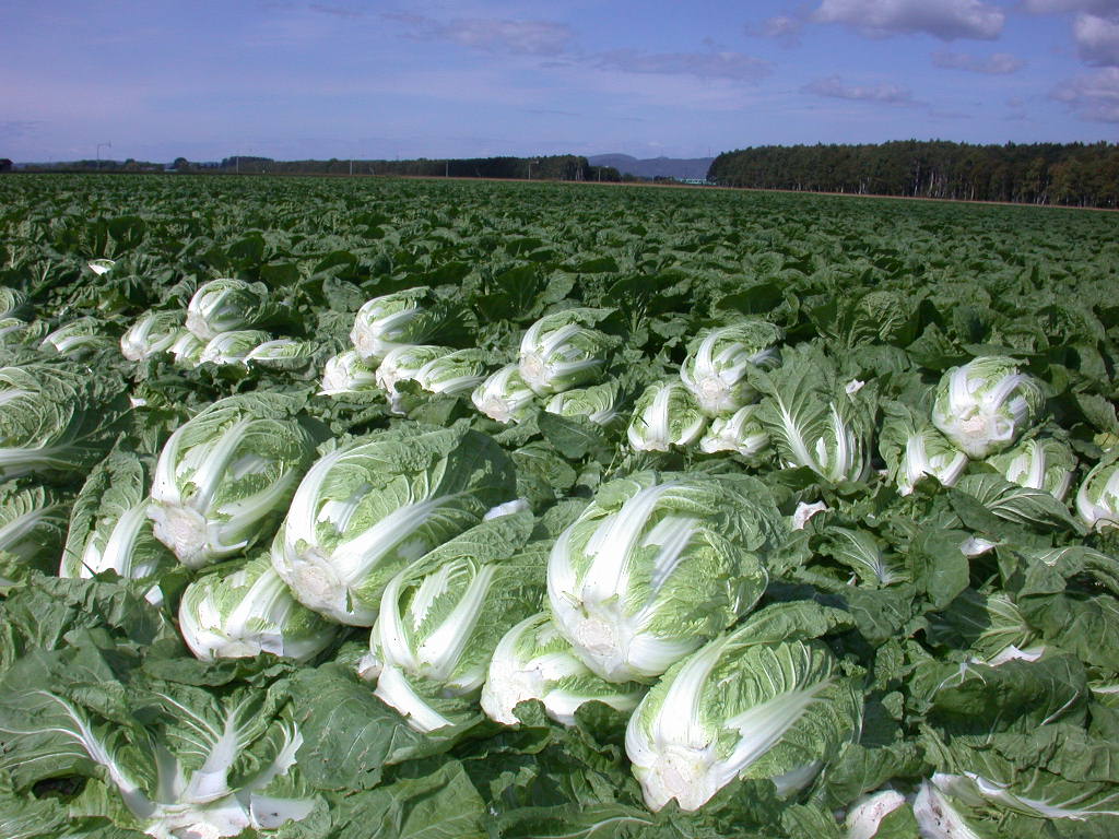 青空の下に、大きな白菜が畑一面に並べられている写真