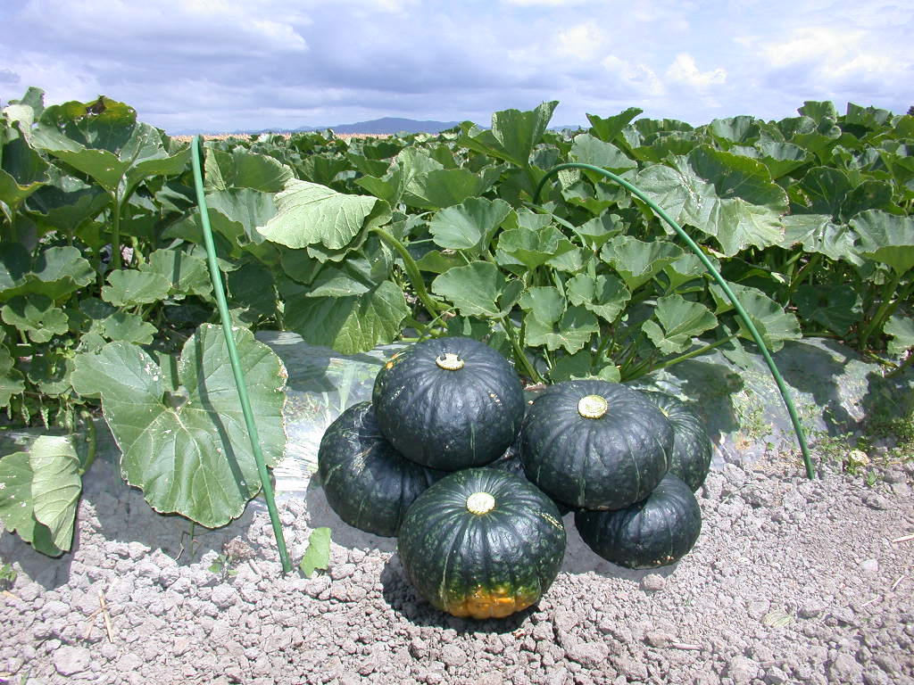 kabotya