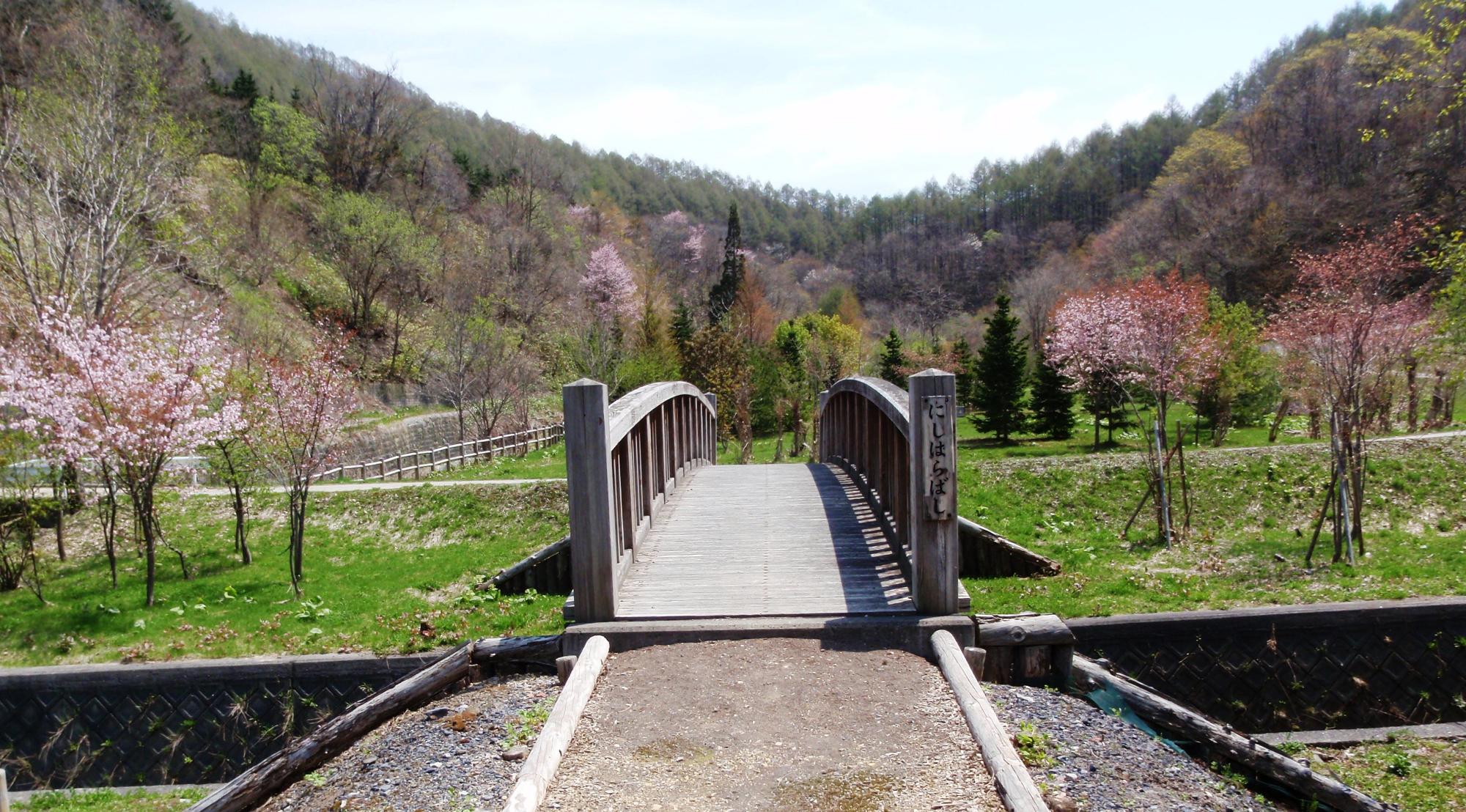 中央に橋がかかっており、周りにはたくさんの桜が咲く誇っている写真