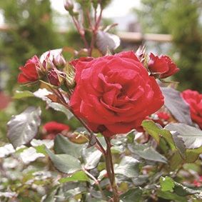 岩見沢市の市花であるバラの写真。真っ赤な花びらのバラ。