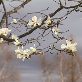 岩見沢市の市木であるこぶしの写真。白い花が咲いている。