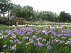 薄紫色のあやめが一面に咲いている様子のあやめ公園の写真