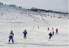 晴れた日のスキー場を、スキーで滑り降りる多数の人々の写真。一面は雪で白く、山の上には樹木が見える。