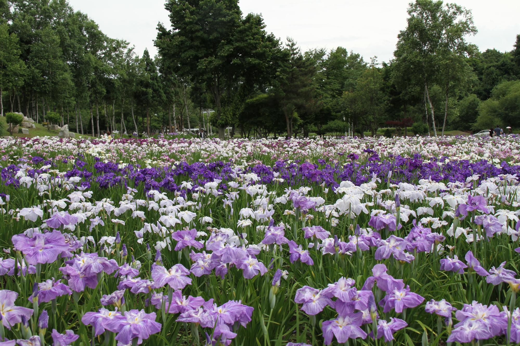 白や濃淡の紫色のきれいなあやめが一面に咲くあやめ公園の写真