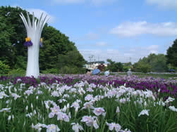 色とりどりのあやめが咲く、あやめ公園の写真