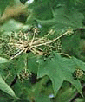 ハリギリの大型の掌状の葉の写真