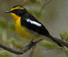 枝にとまったキタキビを左からみた写真。下あごから腹部は黄色、頭と羽は黒く、嘴の横から頭の後ろまで黄色の線と、羽には白い線が1本入っている。