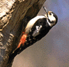 アカゲラが、木の幹をつついている様子を左からみた写真。頭の後ろから背中側にかけて黒く、腹部と顔の一部は白い。下腹部から尾羽の内側にかけて赤色をしている。