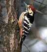 木の幹にとまったオオアカゲラを左からみた写真。頭頂部は赤色。羽は黒く、羽を閉じた状態では、横にいくつかの白い線がみえる。腹部は白いが薄い赤色もみえる。