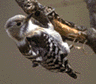 木の枝に下からつかまっているコゲラを右からみた写真。顔と腹部はグレーに近い色で、羽は濃い茶色。羽には白い点の模様が繋がってみえる。