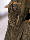 木の幹につかまり、何かをくわえているキバシリを、右後方よりみた写真。頭から背にかけて、黄褐色で、白や黒の点がある。見えている部分の下腹部は白色をしている。