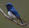 枝にとまったオオルリを左から見た写真。頭部、首、羽は濃い青色で、腹部は白色をしている。