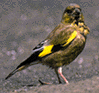 地面に降り、顔をこちらに向けているカワラヒワの写真。全体的に緑がかった茶色で、羽の一部に黄色と黒い色が入っている。