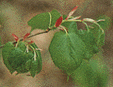 シナノキの開葉の写真