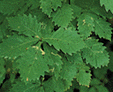 ミズナラの葉の写真