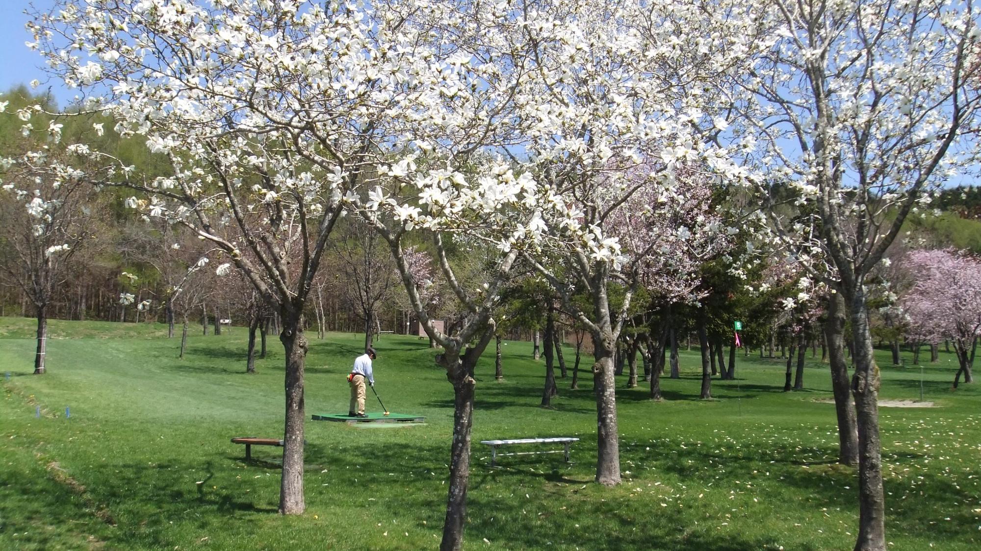 木々に満開の白い花を咲かせているいわみざわ公園パークゴルフ場の写真