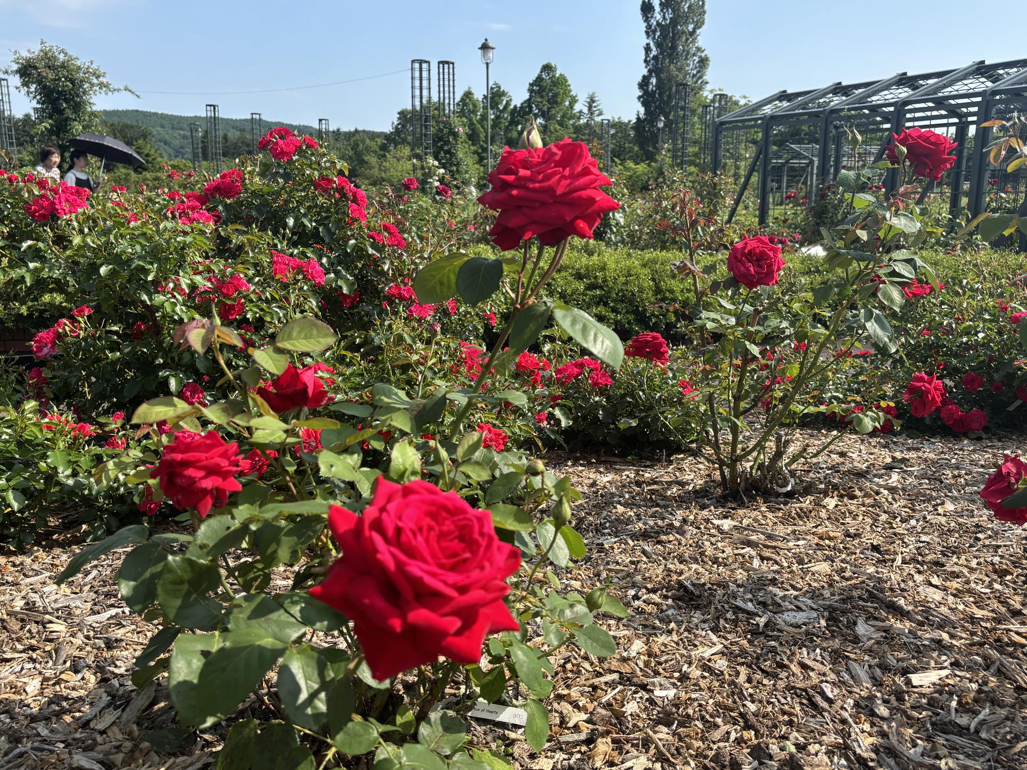 鮮やかな赤いバラの写真