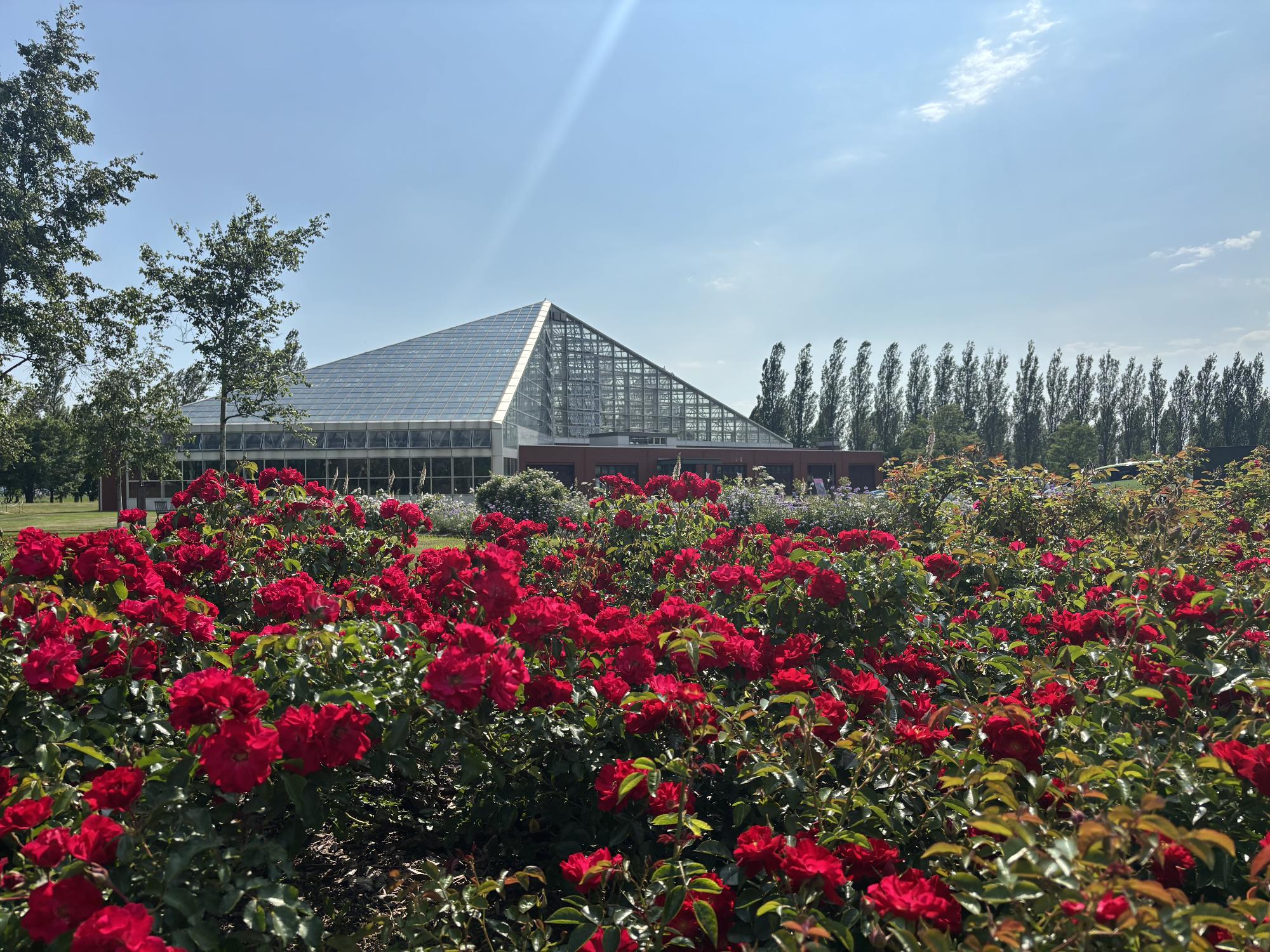 ローズフェスタ期間中の色彩館の写真