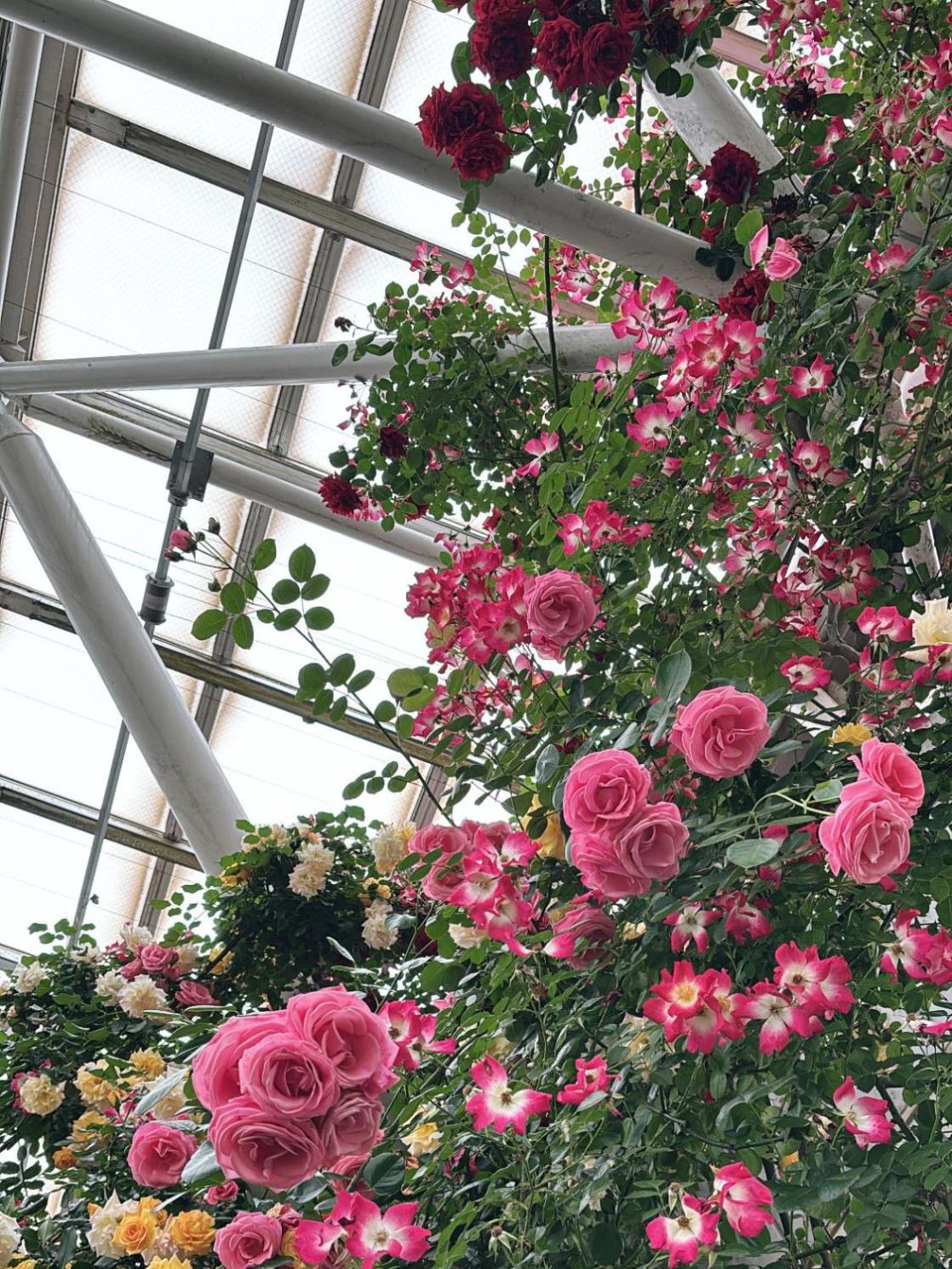 満開のつるバラの写真