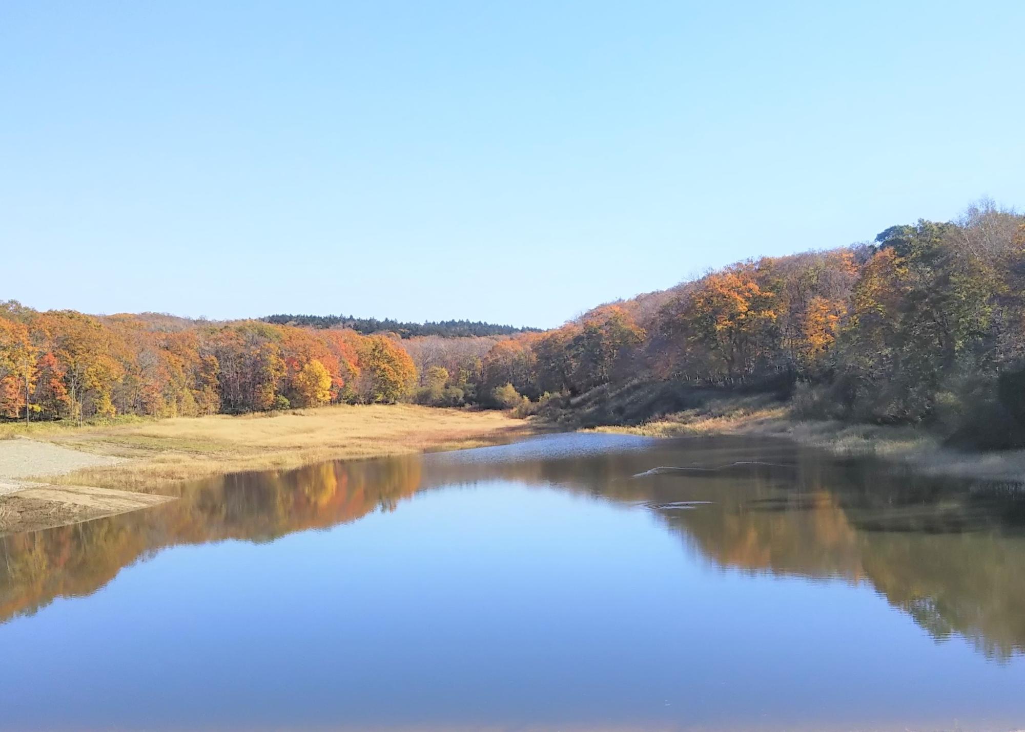 青空と色づいた紅葉が湖面にも映る大正池の画像