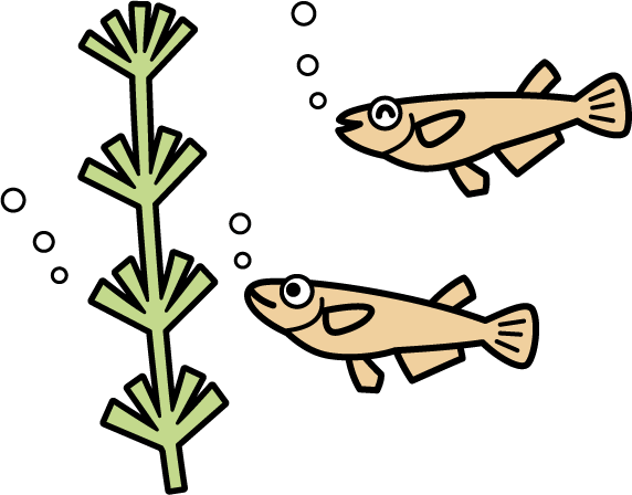 水草のある水の中を笑顔で泳いでいる稚魚2匹のイラスト