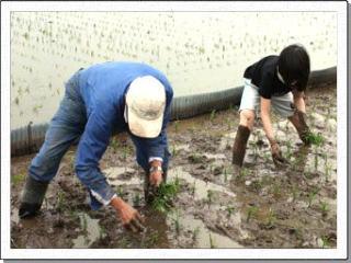 田んぼで農家の男性と一緒に苗を植える、体操着姿の生徒の写真