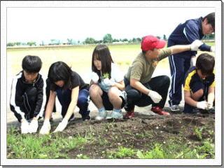 畑でしゃがみながらコスモスの苗を楽しそうに植えている小学生たちの写真