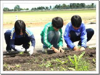 畑でしゃがみながらコスモスの苗を丁寧に植えている小学生たちの写真