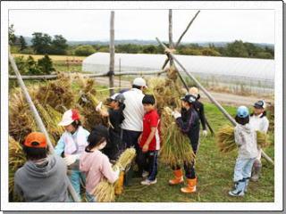 田んぼで刈った稲を慎重に運ぼうとする子供たちの写真