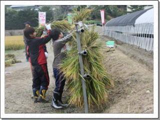 ビニールハウスの前で、刈り取った稲を鉄柵にかける子供たちの写真