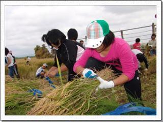 刈り取った稲を束ねている女子児童の写真