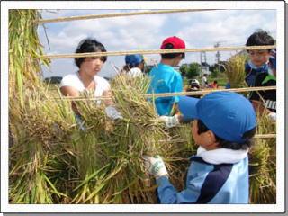 束ねた稲を縄にかける「はさがけ」をしている児童たちの写真
