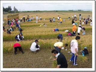 稲を刈り取る人と稲を束ねる人がたくさんいる田んぼを全体的に撮影した写真