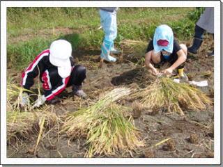 刈り取った稲をしゃがんで束ねている2名の児童の写真